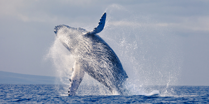 Why did one man miss out on sighting a rare humpback whale?