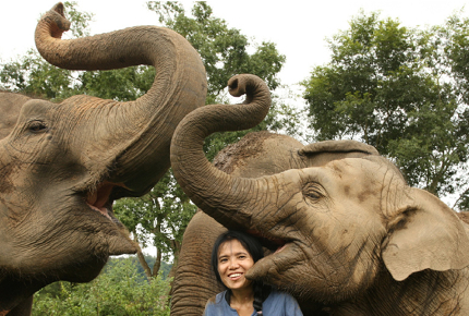 Yes, that is an elephant eating a volunteer's head