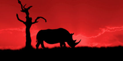Sunset safari in the Kruger Park