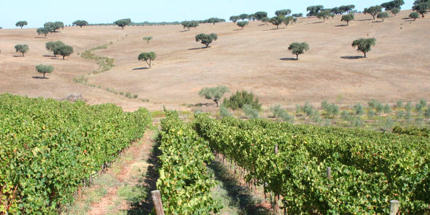 Explore the earthy Alentejo wine region
