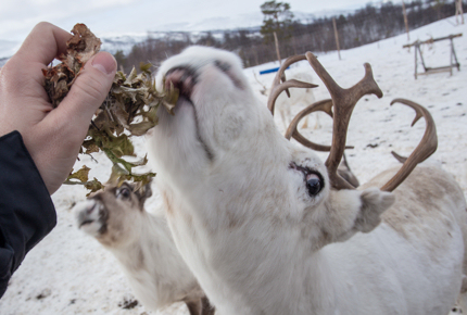 A reindeer gets fed some lichen in the Oskal family paddock