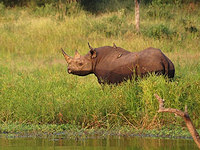Zimbabwe rhino