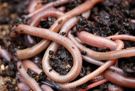 A handful of worms of worms is just what you need for the Worm Charming Competition