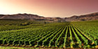 Visit picturesque vineyards, taste wonderful wines and spend the night