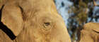 Elephants roam Udawalawe National Park