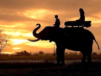An elephant offers a perfect viewing platform for a sunset