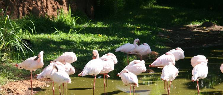 Flamingos, Honolulu Zoo