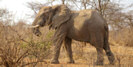 Elephant in Tanzania's Jongomero Camp