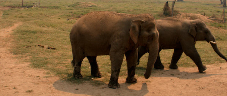 Elephant Nature Park, Chiang Mai Province