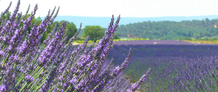Lavender Field, Aix-en-Provence