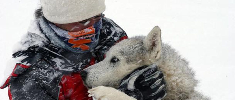Dog sled with huskies in Grandvalira