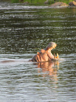 A hippo in Tanzania's Jongomeru Camp