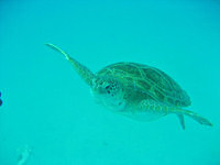 Diving in Barbados