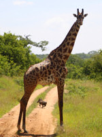 A giraffe in Tanzania's Jongomeru Camp