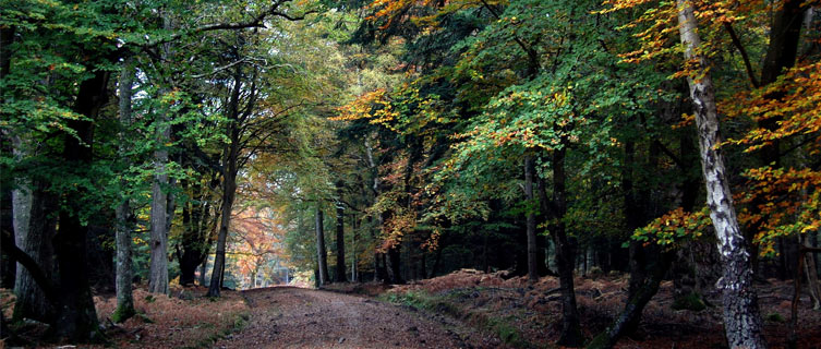 New Forest National Park is a short drive from Southampton. 