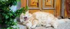 A cat yawning on a Bozcaada doorstep