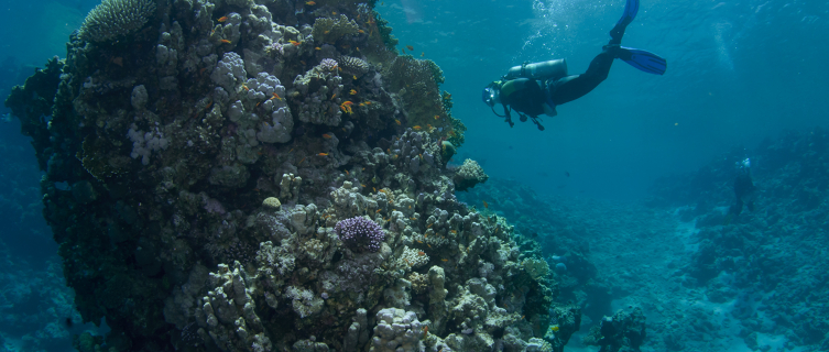A diver explores the Gulf of Aqaba's warm waters 