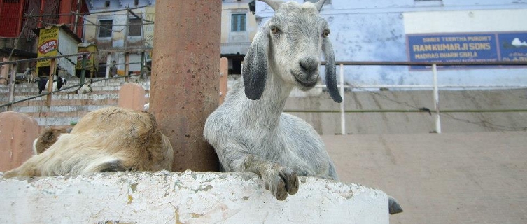 A goat surveys the burning ghats in Varanasi, India