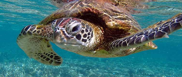 A green sea turtle graces the lagoon