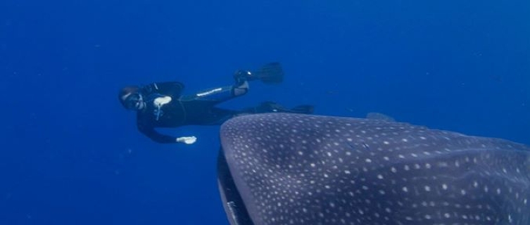 A snorkeler tries to get a snap of a whale shark