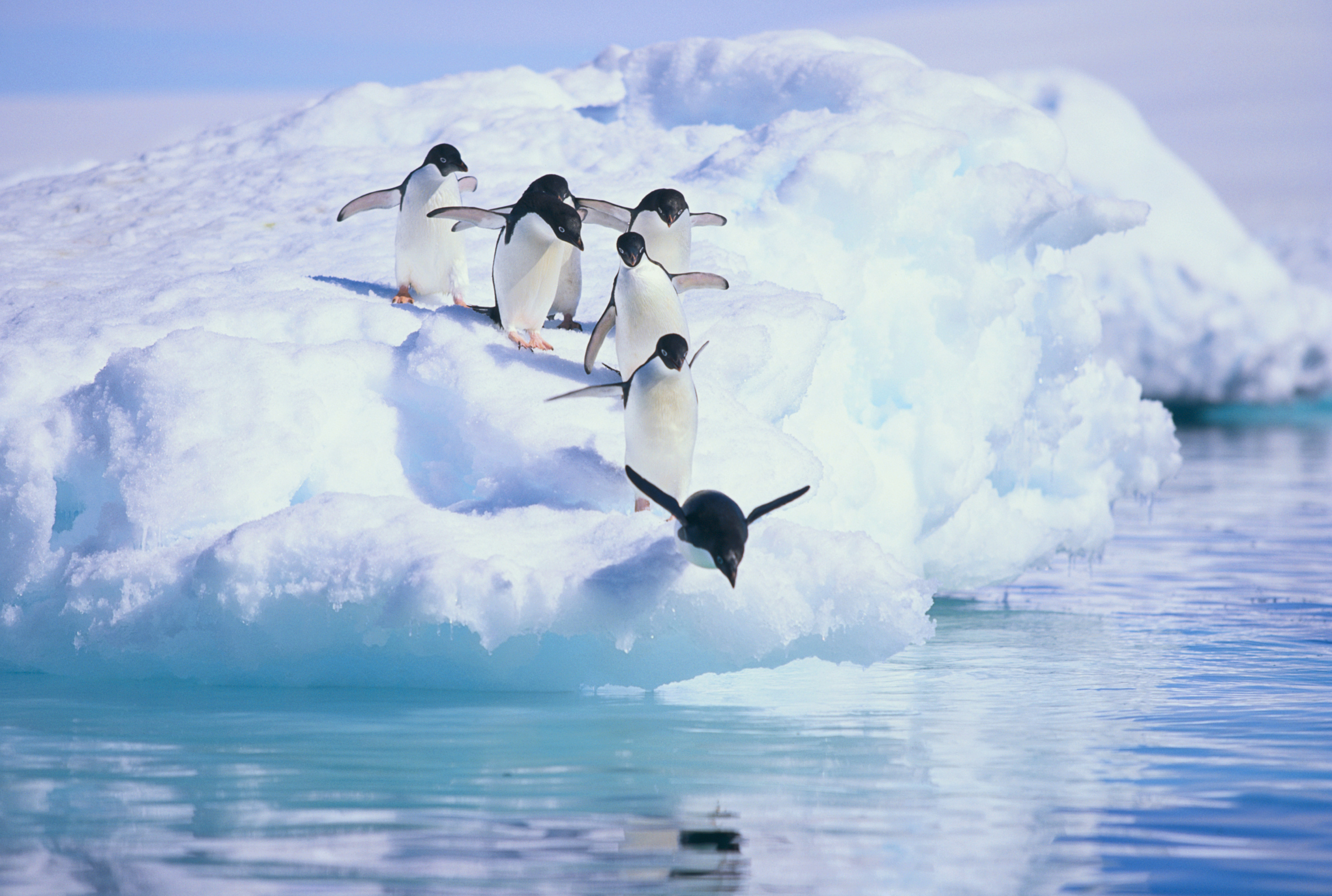 Adelie penguins of Antarctica