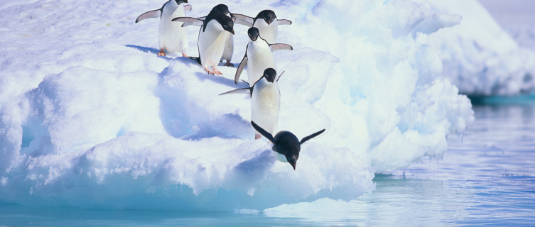 Adelie penguins of Antarctica