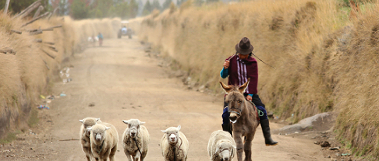 An Ecuadorian shepherd steers her flock to pastures new