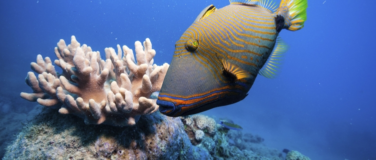 An orange-lined triggerfish surveys the Great Barrier Reef