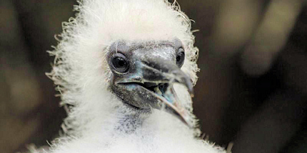 A baby Nazca booby, one of many types of birds on the islands