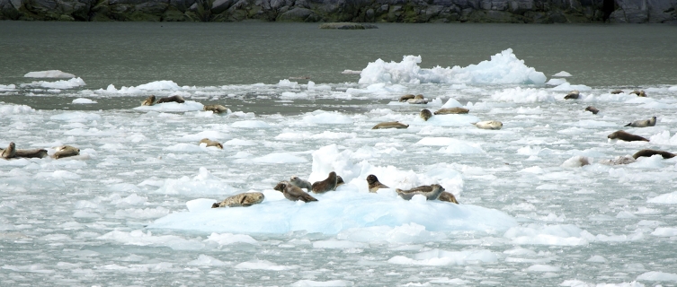 Baikal seals are unique to this lake in Siberia