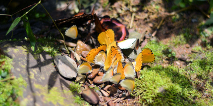 Bright butterflies in Nyungwe forest