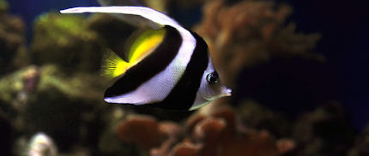 Butterfly fish are abundant in the reefs around Bermuda