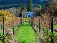 Constantia offers more than a dozen wine routes from Cape Town