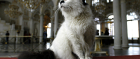 Cats. The unsung heroes of the Hermitage Museum