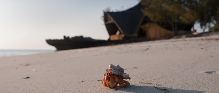 Chumbe's sands are shared only with the local wildlife