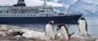 Penguins look on as a cruise ship sails by