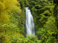 Walk through Dominica's rainforests