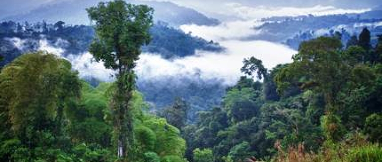 Ecuador's lush rainforest