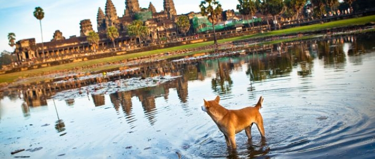 Even the local canines can't take their eyes off Angkor Wat