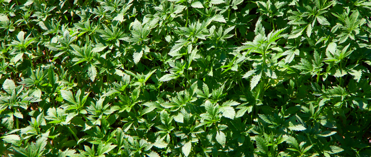 Farmers in the Rif Mountains depend on cannabis cultivation