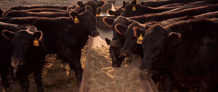 Feeding livestock food waste could increase sustainability