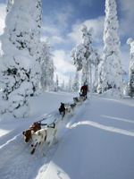 Snowmobile, ice kart or ski through Finland's dense woods