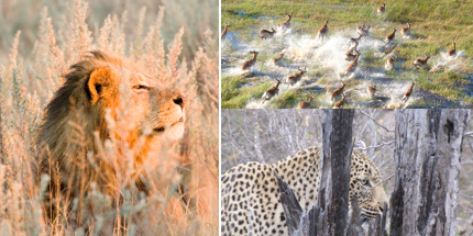 Botswana offers rich wildlife viewing for safari-lovers