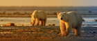 Go polar bear watching in Canada this November