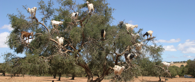 The winning shot: Goats in a tree in Morocco