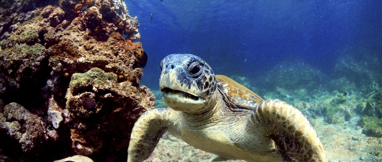 Green turtles are part of an all star line-up in Galapagos