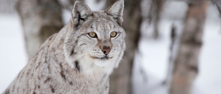 Help conserve the elusive Eurasian Lynx in snowy Slovakia 