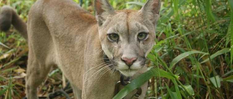 Help keep Bolivia's wonderful wildlife wild