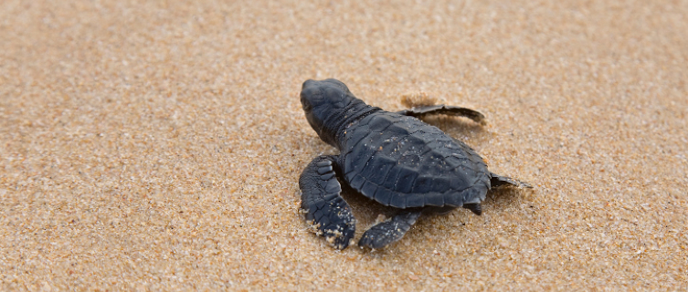 Help these critters get the best possible start in Cape Verde 