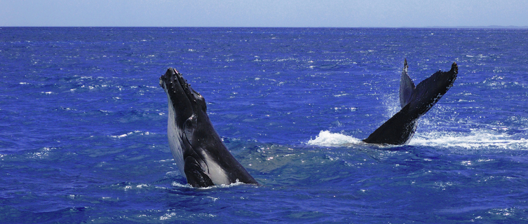 Humpback whales breach off Fraser Island